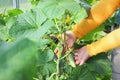 Woman farmer hands with young cucumbers at farm greenhouse. Organic farming, local biofarm, sustainable food concept Royalty Free Stock Photo