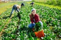 Woman farmer harvesting fresh organic spinach Royalty Free Stock Photo