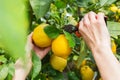 Woman farmer harvesting, picking lemons with garden pruner in hands Royalty Free Stock Photo