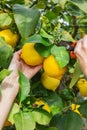 Woman farmer harvesting, picking lemons with garden pruner in hands Royalty Free Stock Photo