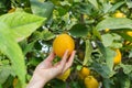 Woman farmer harvesting, picking lemons in the orchard Royalty Free Stock Photo