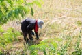 Woman farmer are harvesting rice in field Royalty Free Stock Photo