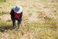 Woman farmer are harvesting rice in field Royalty Free Stock Photo