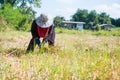 Woman farmer are harvesting rice in field Royalty Free Stock Photo