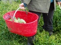 woman farmer harvesting spring veggies from organic vegetable garden