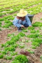 Woman farmer harvesting vegetables
