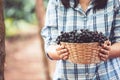 Woman farmer holding basket of bunch of red grapes Royalty Free Stock Photo