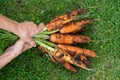 Woman farmer holding a bunch of  fresh carrot in hands on the green grass. Harvesting carrots in the garden in autumn season Royalty Free Stock Photo