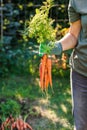 Woman farmer holding freshly harvested carrots from organic garden Royalty Free Stock Photo