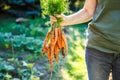 Woman farmer holding harvested carrots from organic garden Royalty Free Stock Photo