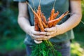 Woman farmer holding harvested carrots from organic garden Royalty Free Stock Photo