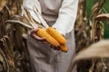 Woman farmer holding harvested corn cob in field Royalty Free Stock Photo