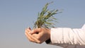 A woman farmer holds an environmentally friendly sprout in her palms. Young sprout of wheat in hands of an agronomist