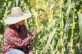 Woman farmer inspecting at her corn field summer sunny day Royalty Free Stock Photo