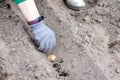 A woman farmer manually plants potato tubers in the ground. Preparing for the garden season. Seed potatoes. Farmer planting