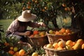 Woman farmer on orange plantation harvest wicker baskets. Generative AI