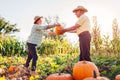 Woman farmer passes pumpking to man. Family couple of senior gardeners pick pumpkins in autumn field at sunset