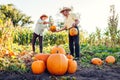 Woman farmer passes pumpking to man. Family couple of senior gardeners pick pumpkins in autumn field at sunset.