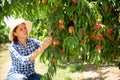 Woman farmer picking harvest of peaches from tree