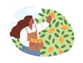 Woman farmer picking lemons in orchard. Person collecting citrus fruit harvest into basket on summer holidays. Female in Royalty Free Stock Photo