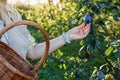 Woman picking plum into basket in garden Royalty Free Stock Photo