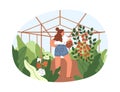 Woman farmer picking vegetable harvest in greenhouse on holidays. Summer country lifestyle. Agriculture and tomato
