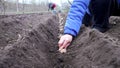 Woman farmer planting potatoes in garden chernozem soil at spring season. Organic farming and gardening, agriculture