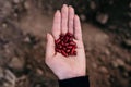 Woman farmer planting raw red kidney beans seeds in vegetable garden soil at springtime. Organic farming and gardening