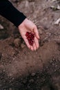 Woman farmer planting raw red kidney beans seeds in vegetable garden soil at springtime. Organic farming and gardening