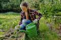 Woman farmer planting strawberries seedling plants,shoots,runner on bed of soil in garden.agriculture and propagating Royalty Free Stock Photo