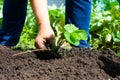 Woman farmer planting a young bush of strawberries