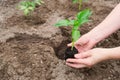 A woman farmer plants young seedlings of sweet pepper in the ground. The concept of growing food Royalty Free Stock Photo