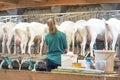 Goat milking facilities in a farm, livestock Royalty Free Stock Photo