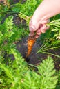 Woman farmer pulls orange ripe carrots out of the ground