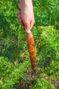 Woman farmer pulls out beds carrot harvest on the farm