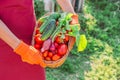 Woman farmer in red apron, gloves carrying basket full of fresh raw vegetables. Basket with radishes, greens, cucumber, tomatoes Royalty Free Stock Photo