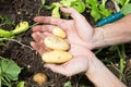 Woman Farmer showing freshly dug potatoes outside in the farm Gardening Royalty Free Stock Photo