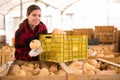 Woman farmer sorting fresh pumpkins