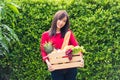 Woman farmer standing hold full fresh food raw vegetables fruit in a wood box Royalty Free Stock Photo