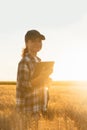 Woman farmer with tablet in a wheat field. Sunset Royalty Free Stock Photo