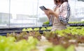 Woman farmer use Calculator checking stock and price hydroponics vegetables Royalty Free Stock Photo