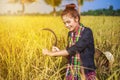 Woman farmer using sickle to harvesting rice in field Royalty Free Stock Photo