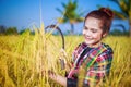Woman farmer using sickle to harvesting rice in field Royalty Free Stock Photo