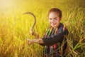 Woman farmer using sickle to harvesting rice in field Royalty Free Stock Photo