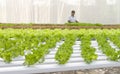 Woman farmer in Vegetables hydroponics farm Royalty Free Stock Photo