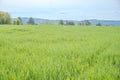 Woman farmer walks through, touching green ears of wheat with his hands. Czech Royalty Free Stock Photo