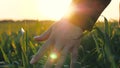 Woman farmer walks through a wheat field at sunset, touching green ears of wheat with his hands. Agriculture concept. A Royalty Free Stock Photo