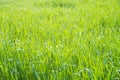 Woman farmer walks through, touching green ears of wheat with his hands. Czech Royalty Free Stock Photo