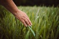 Woman farmer walks through a wheat field, touching green ears of wheat with his hands. Agriculture concept. A field of Royalty Free Stock Photo