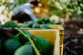 A woman farmer working in the avocado harvest season Royalty Free Stock Photo